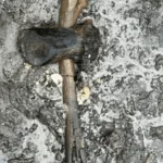 An 8,400-year-old deer antler axe with its preserved wooden handle lying in wet archaeological deposits on Egholm Island, Denmark.