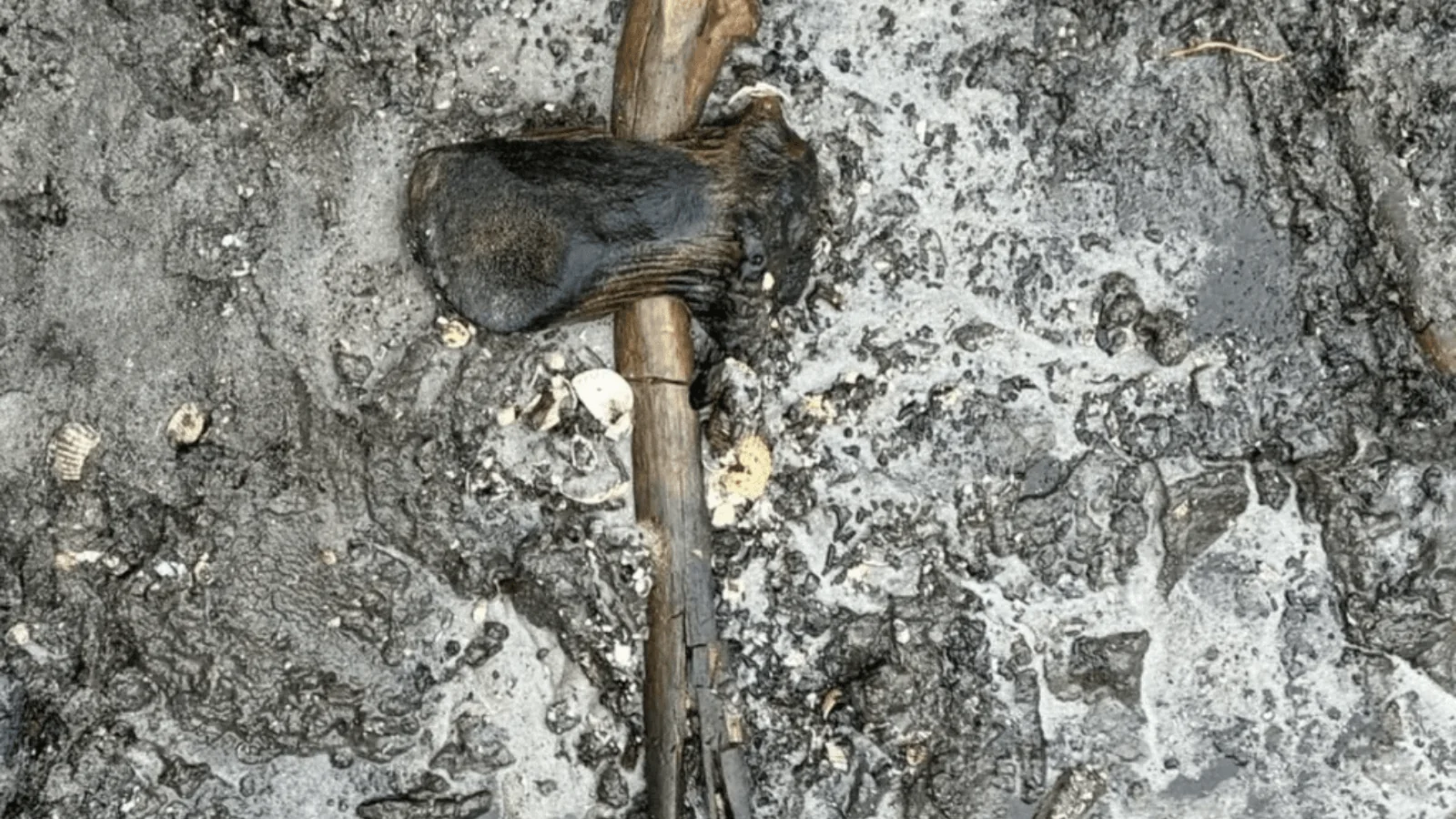 An 8,400-year-old deer antler axe with its preserved wooden handle lying in wet archaeological deposits on Egholm Island, Denmark.