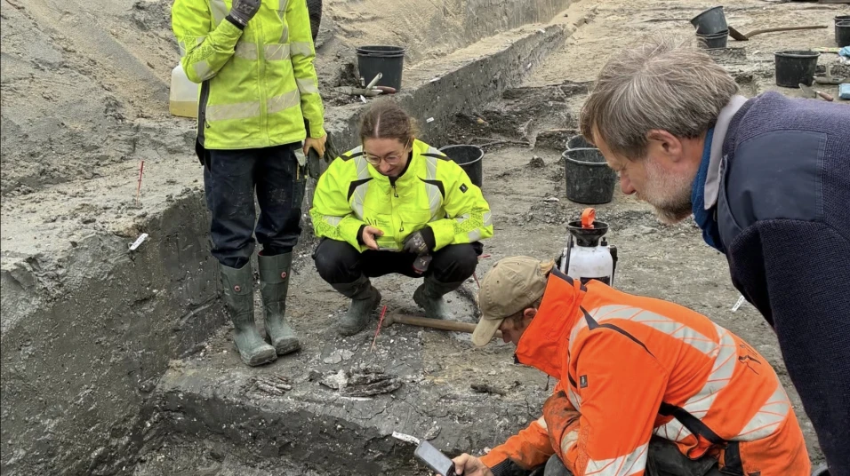 Archaeologists working at the Egholm excavation site in northern Denmark, documenting prehistoric remains in waterlogged soil.
