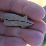 A 6,500-year-old female figurine has been discovered in Transylvania