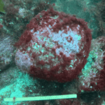A Rock Found in Norway May Be the World's Oldest Known Axe