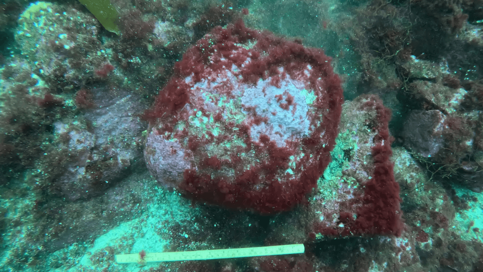 A Rock Found in Norway May Be the World's Oldest Known Axe