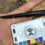 Prehistoric barbed bone fishing spear found in Lake Indzers, Latvia, displayed beside an archaeological measuring scale.