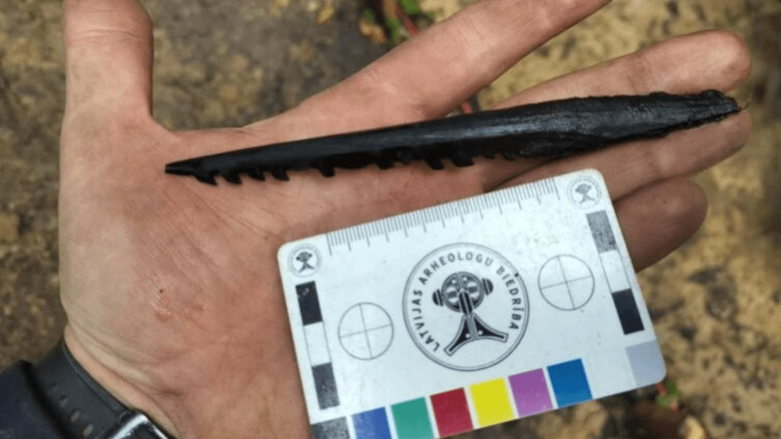 Prehistoric barbed bone fishing spear found in Lake Indzers, Latvia, displayed beside an archaeological measuring scale.