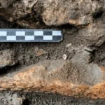 Close-up of an 8,000-year-old deer antler axe lying in dark soil at Tina Jama Cave, Italy, next to a black-and-white scale bar. The axe shows an unfinished hole.