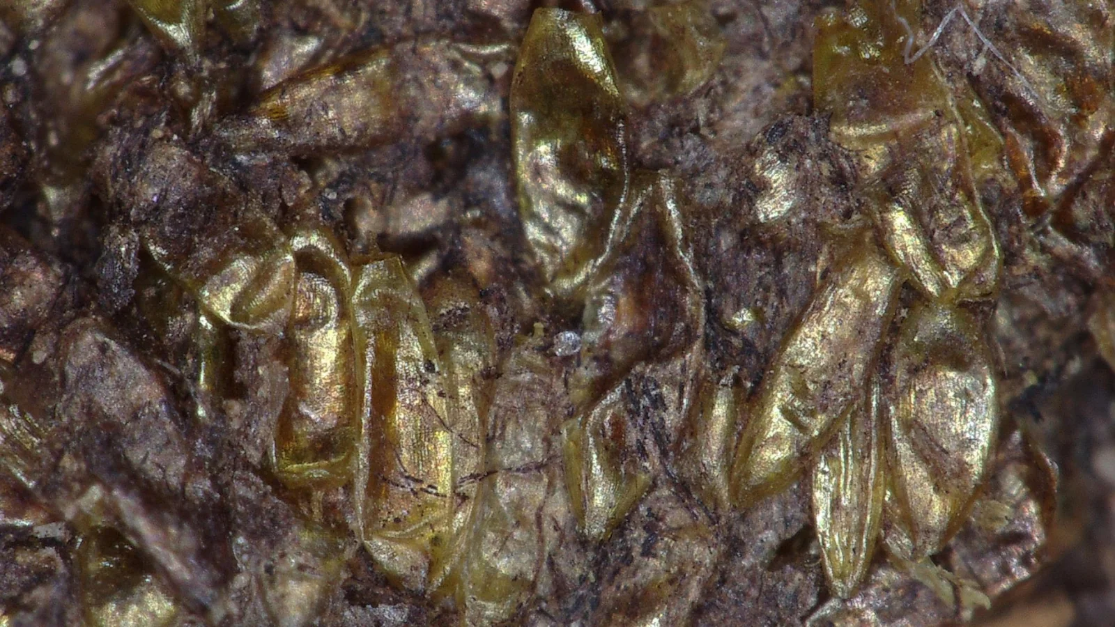 What Did People Sleep On 2,000 Years Ago? Graves in Poland May Hold the Answer