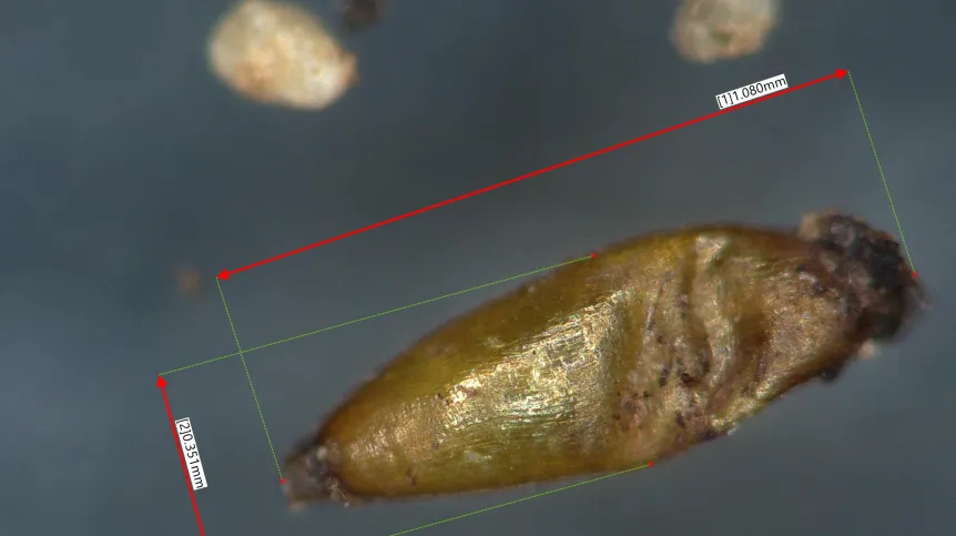 Measured cattail seed identified during microscopic analysis of organic remains from a Czarnówko burial.