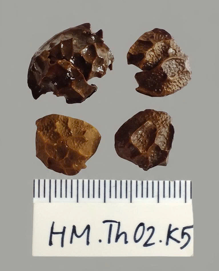 Four brown fragments of ancient fruit stones photographed beside a measuring scale.
