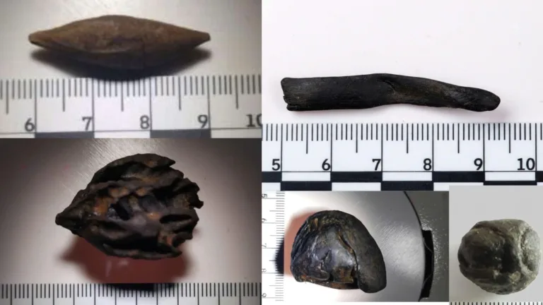 Close-up photographs of preserved ancient seeds and botanical specimens displayed beside measuring scales.