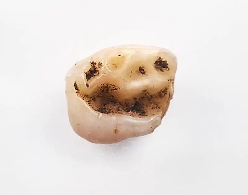 Close-up of a small human child’s tooth found at Tina Jama Cave in Italy, showing dark soil residues on its surface against a white background.