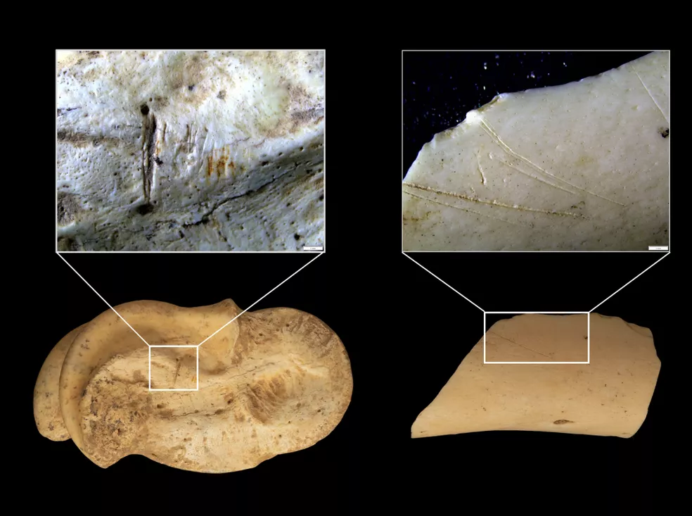 Close-up photographs of deer bone fragments from Level 101 of Abauntz Cave, with magnified views showing marks on their surfaces.